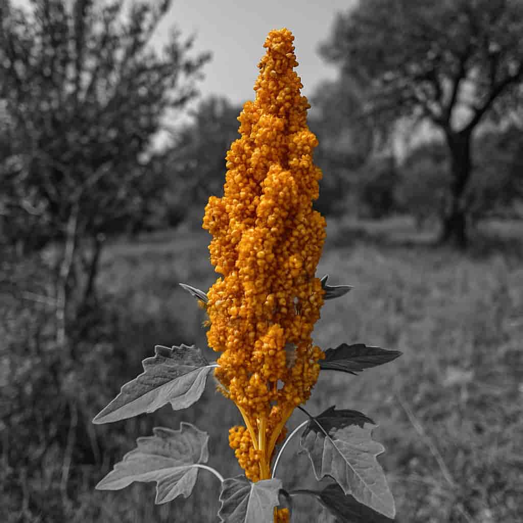 Granos de quinoa andina